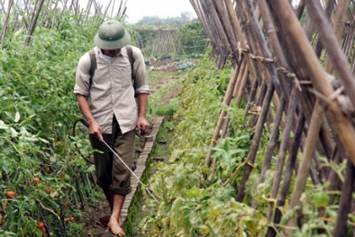 Lỗ hổng trong quản lý, sử dụng thuốc bảo vệ thực vật